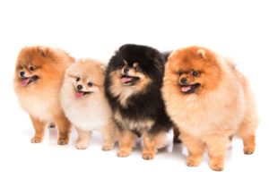 dogs, Spitz, White, Background, 4, Animals, Wallpapers