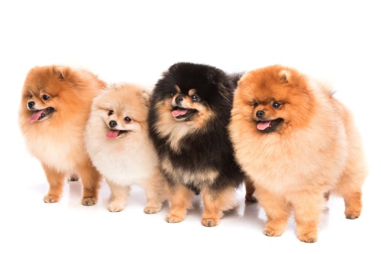 dogs, Spitz, White, Background, 4, Animals, Wallpapers HD Wallpaper Desktop Background