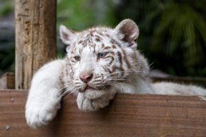 tigers, Cubs, White, Animals, Wallpapers