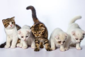 cats, Kittens, White, Background, Animals, Wallpapers