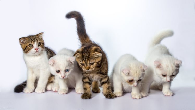 cats, Kittens, White, Background, Animals, Wallpapers HD Wallpaper Desktop Background