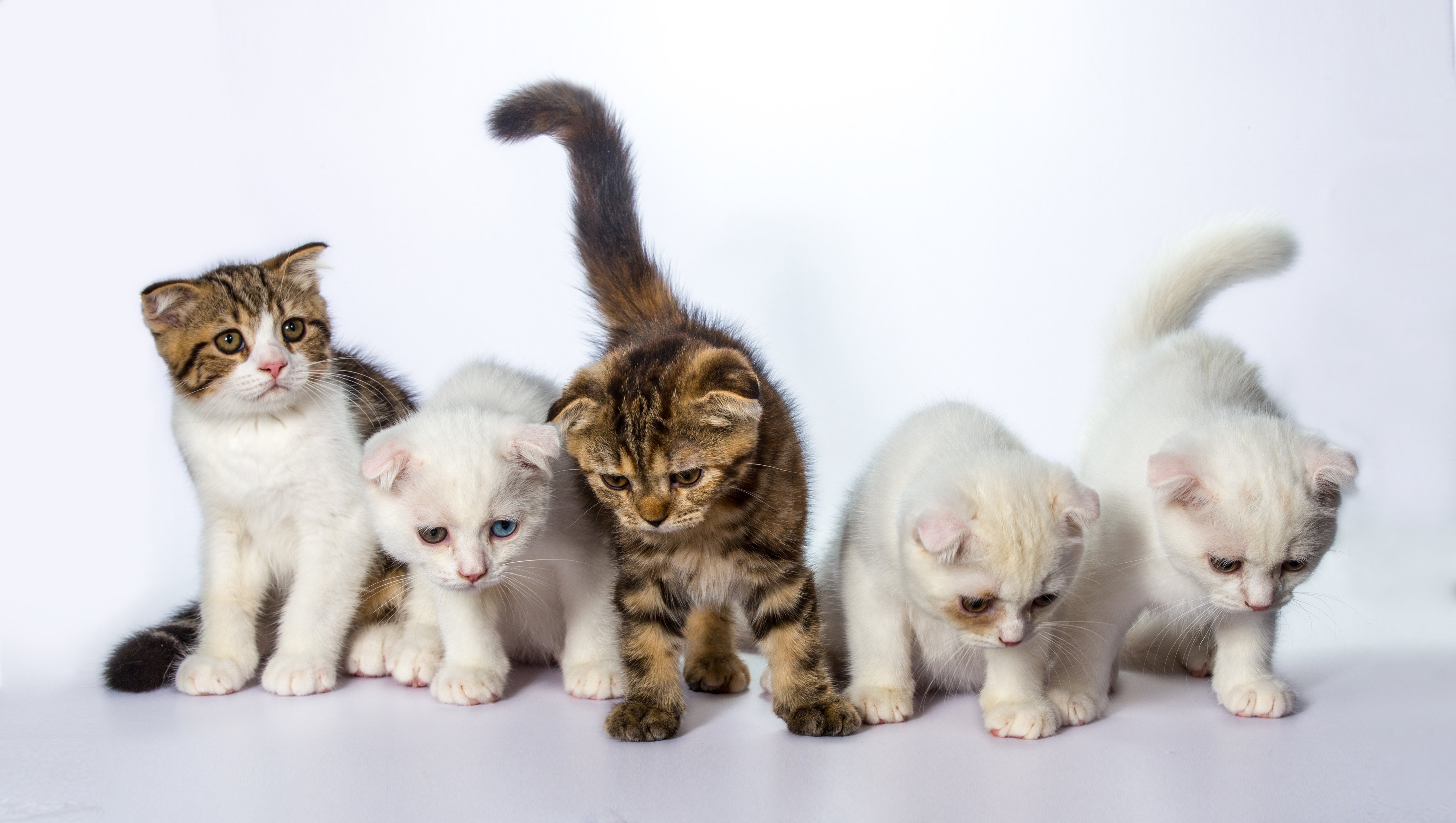 cats, Kittens, White, Background, Animals, Wallpapers Wallpaper