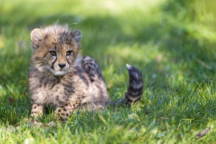 cubs, Cheetahs, Grass, Animals, Wallpapers HD Wallpaper Desktop Background