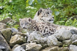 cubs, Snow, Leopards, Stones, Animals, Wallpapers