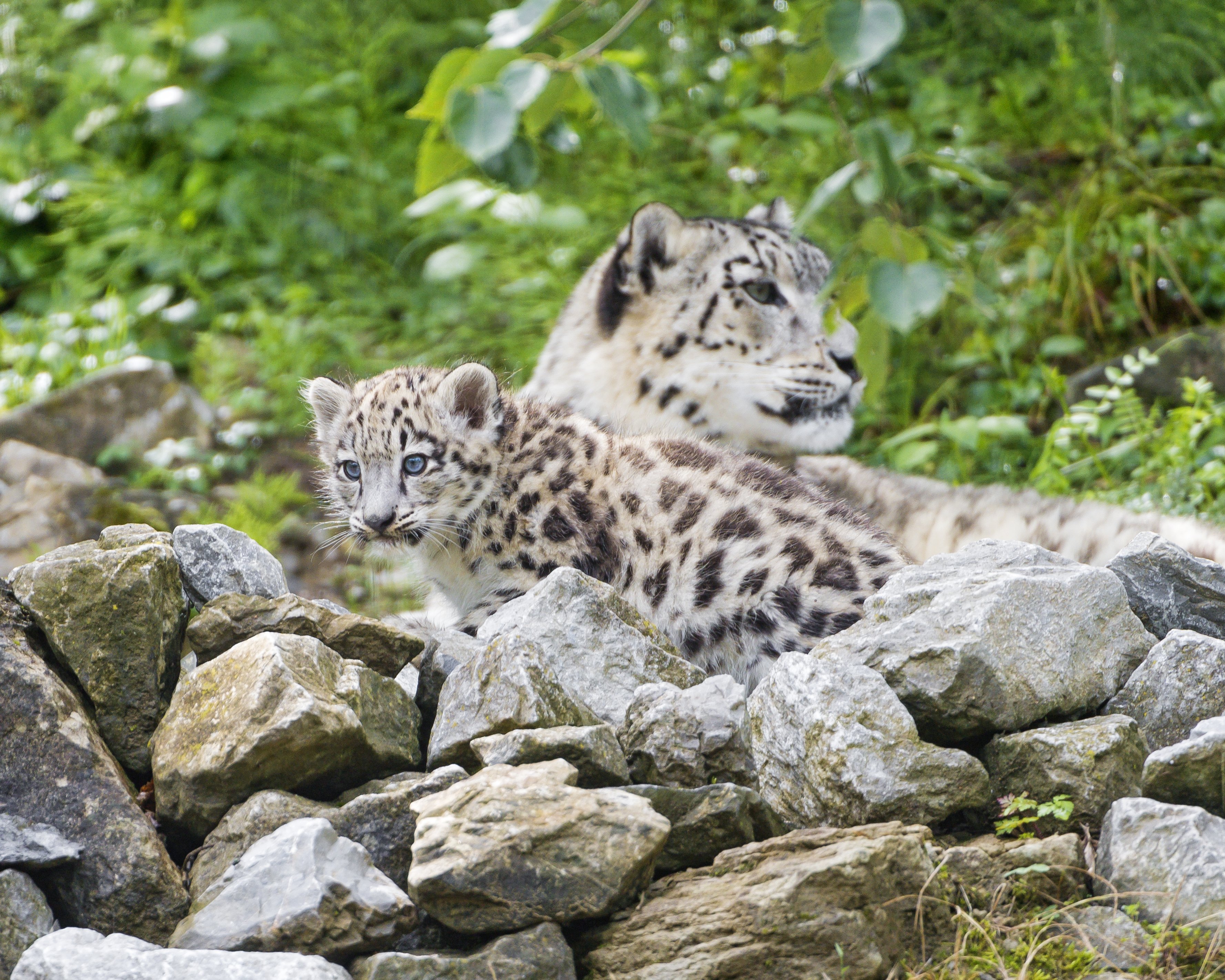 cubs, Snow, Leopards, Stones, Animals, Wallpapers Wallpaper