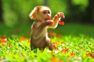 monkeys, Cubs, Animals, Wallpapers