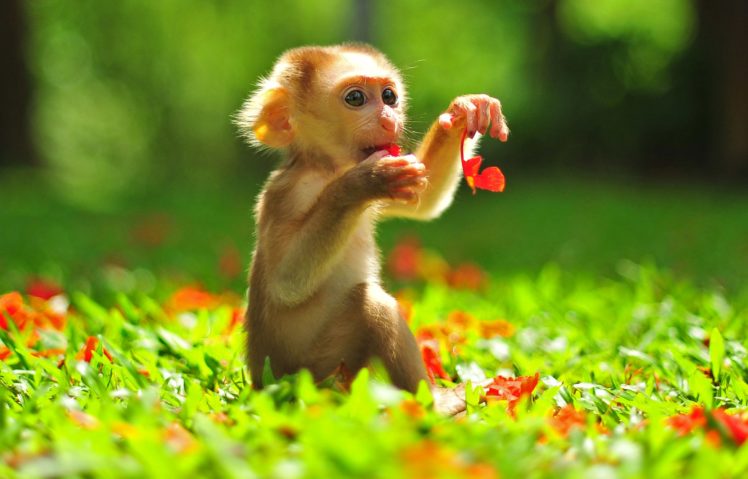 monkeys, Cubs, Animals, Wallpapers HD Wallpaper Desktop Background