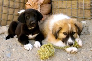 dogs, Two, Afghan, Hound, Puppy, Afghan, Kuchi, Dog, Animals, Wallpapers