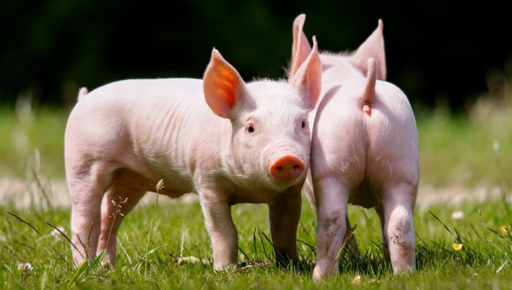 domestic, Pig, Two, Animals, Wallpapers HD Wallpaper Desktop Background