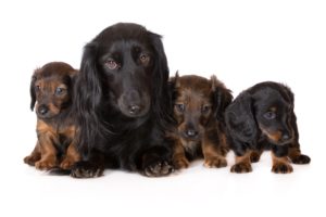 dogs, Dachshund, Puppy, Animals, Wallpapers