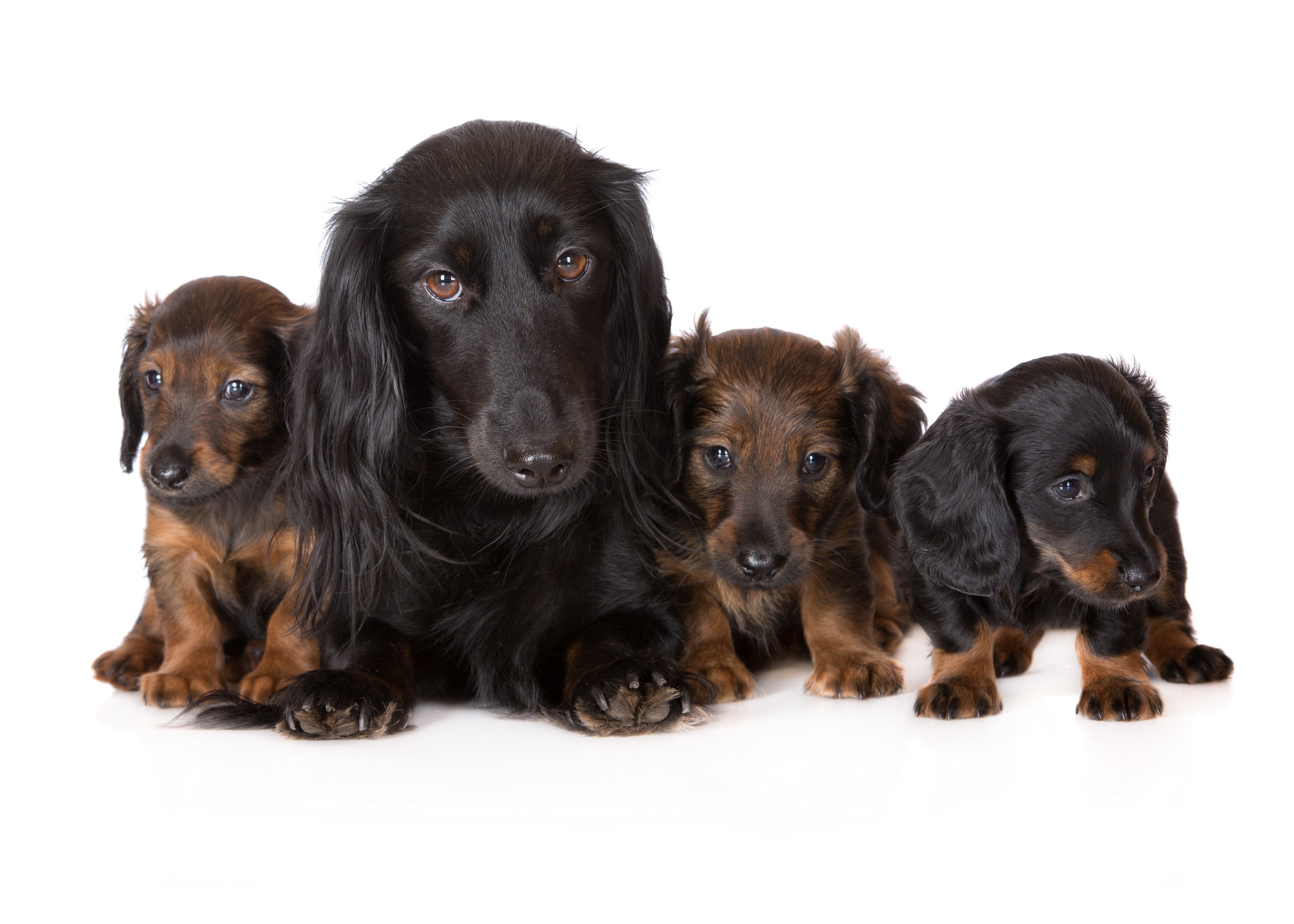 dogs, Dachshund, Puppy, Animals, Wallpapers Wallpaper