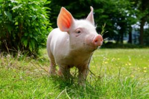 domestic, Pig, Grass, Animals, Wallpapers