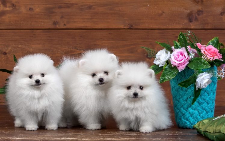 dogs, Three, 3, Spitz, White, Puppy, Animals, Wallpapers HD Wallpaper Desktop Background