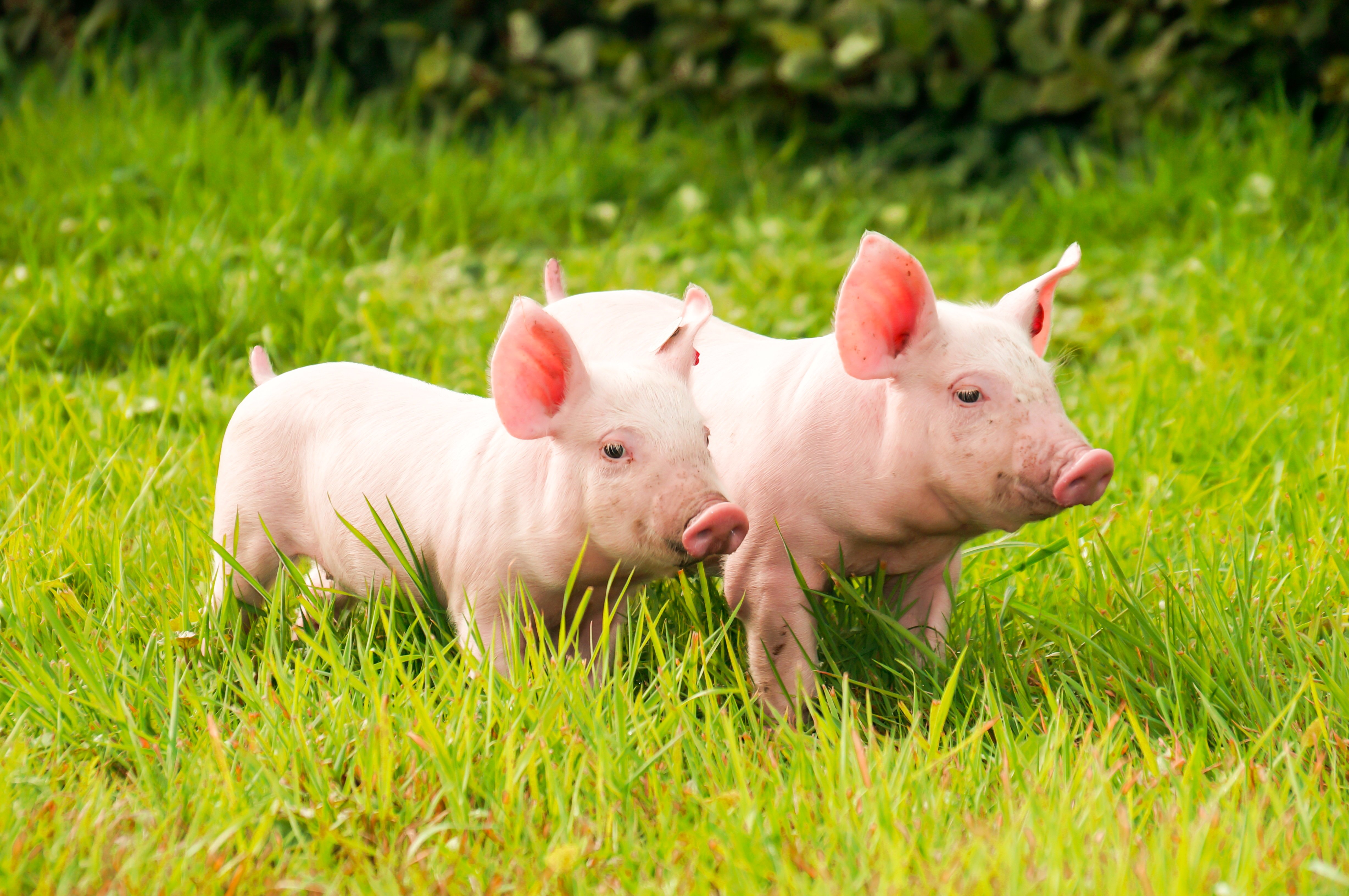 domestic, Pig, Grass, Two, Animals, Wallpapers Wallpapers HD / Desktop