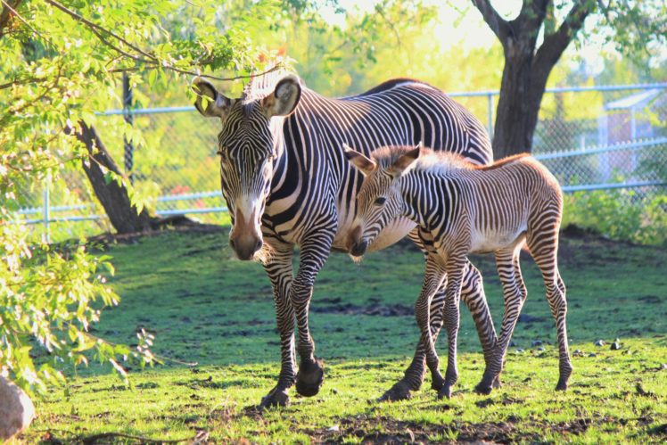 artiodactyl, Cubs, Zebras, Two, Animals, Wallpapers HD Wallpaper Desktop Background