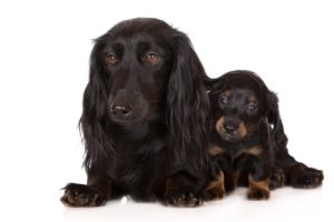 dogs, Two, Dachshund, Black, Puppy, Animals, Wallpapers