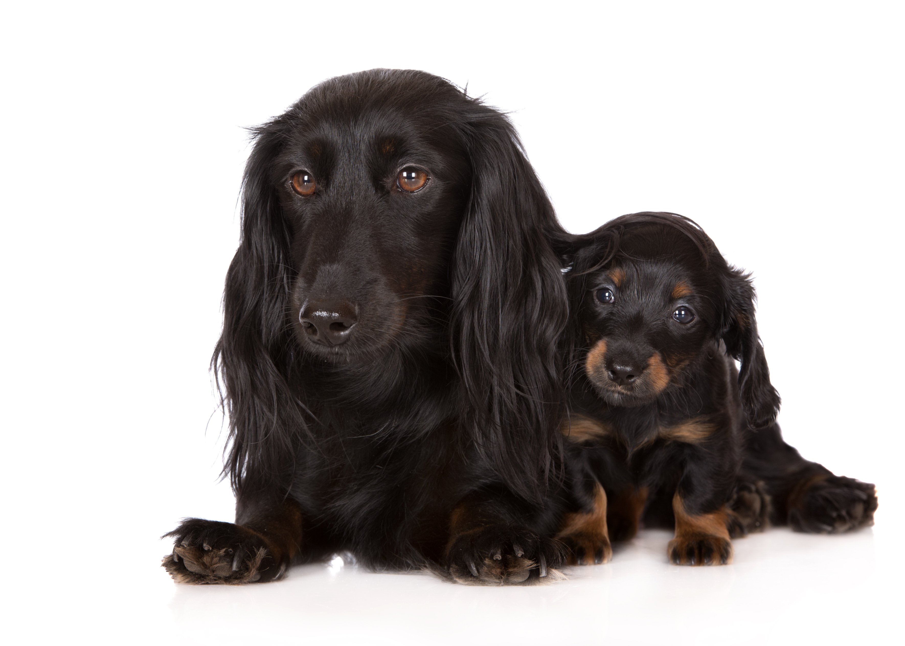 dogs, Two, Dachshund, Black, Puppy, Animals, Wallpapers Wallpaper