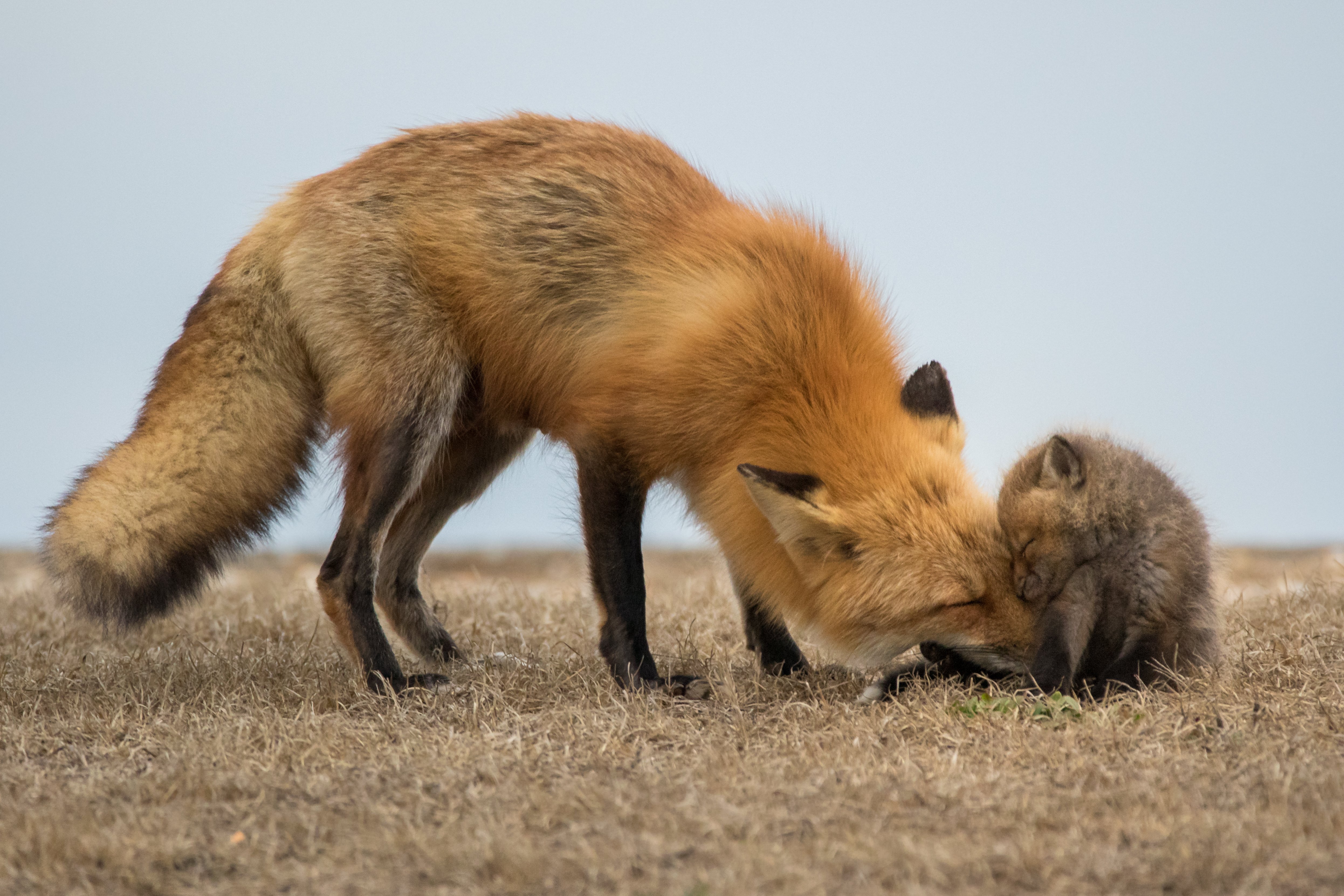 foxes, Cubs, Two, Animals, Wallpapers Wallpaper