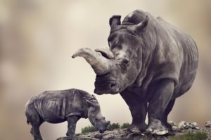 rhinoceroses, Cubs, Two, Animals, Wallpapers