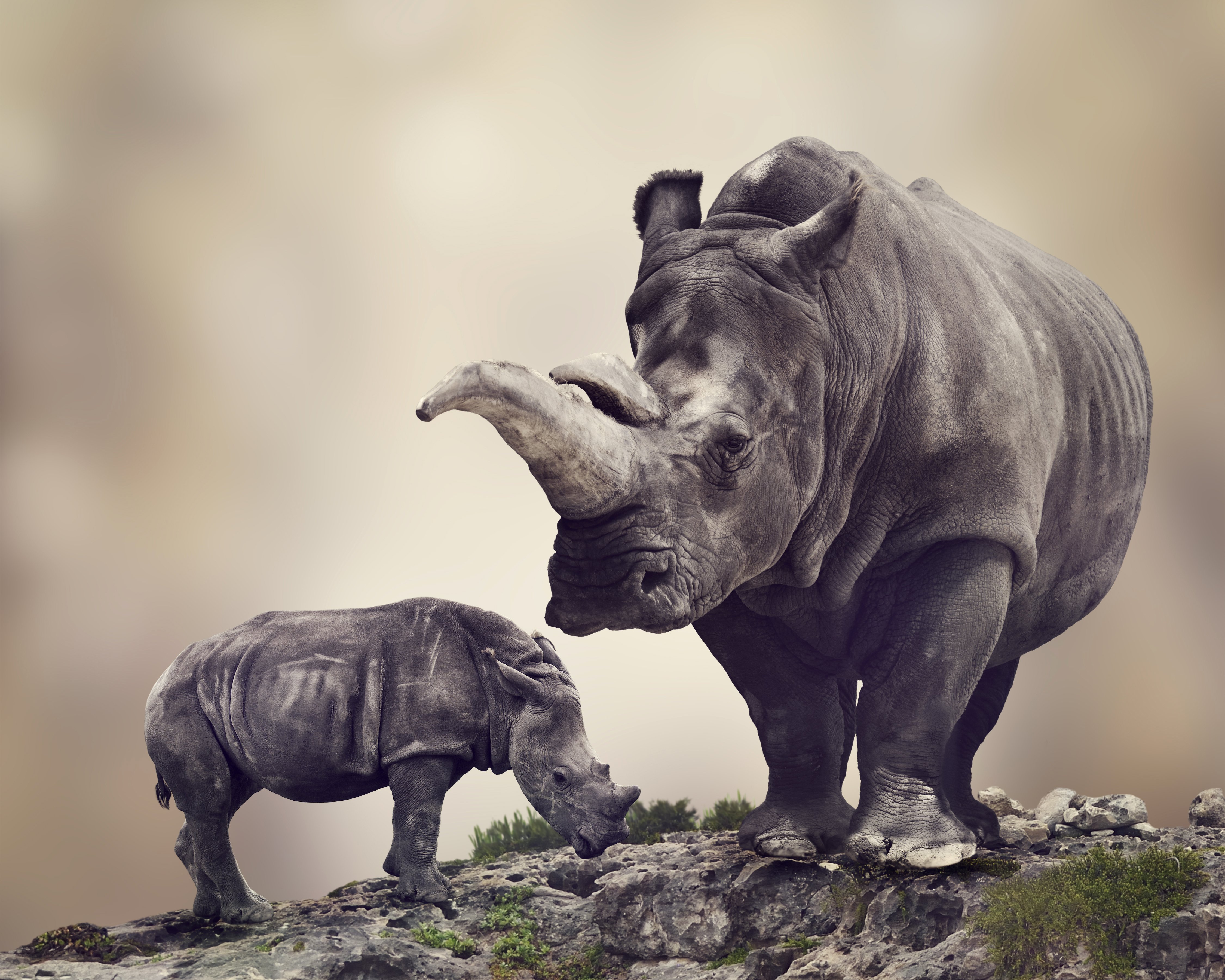 rhinoceroses, Cubs, Two, Animals, Wallpapers Wallpaper
