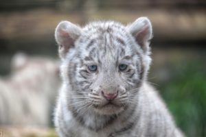 tigers, Cubs, White, Glance, Animals, Wallpapers