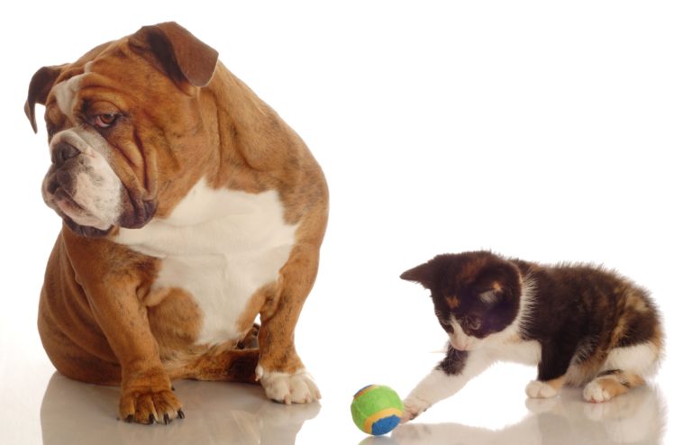 dogs, Cats, Bulldog, Kittens, Two, Ball, Animals, Wallpapers HD Wallpaper Desktop Background