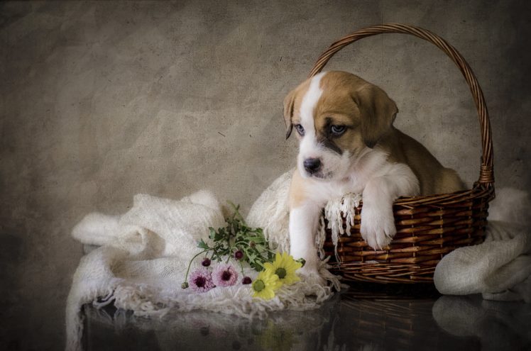 dogs, Puppy, Wicker, Basket, Amstaff, Animals, Wallpapers HD Wallpaper Desktop Background
