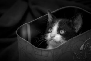 cats, Kittens, Animals, Wallpapers
