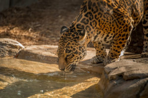 big, Cats, Jaguars, Animals