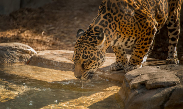big, Cats, Jaguars, Animals HD Wallpaper Desktop Background