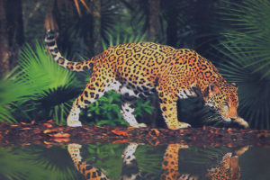 big, Cats, Jaguars, Animals