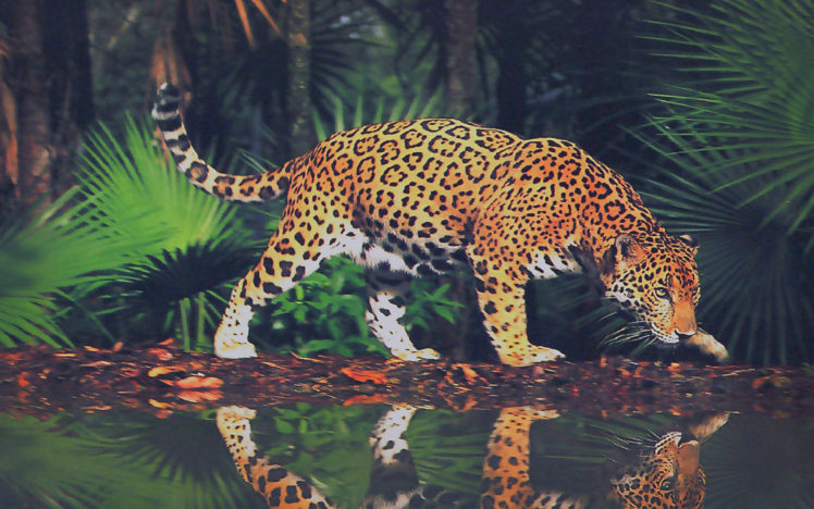 big, Cats, Jaguars, Animals HD Wallpaper Desktop Background