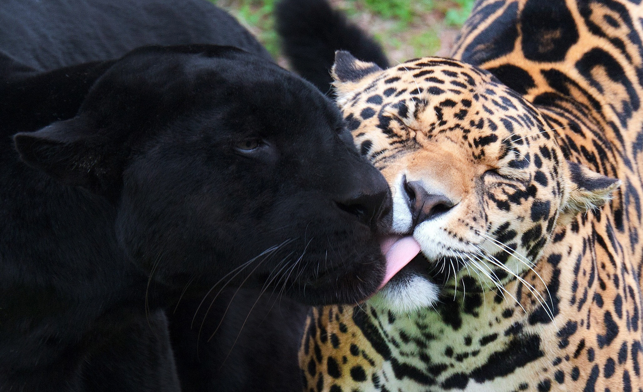 big, Cats, Jaguars, Panthers, Animals Wallpaper