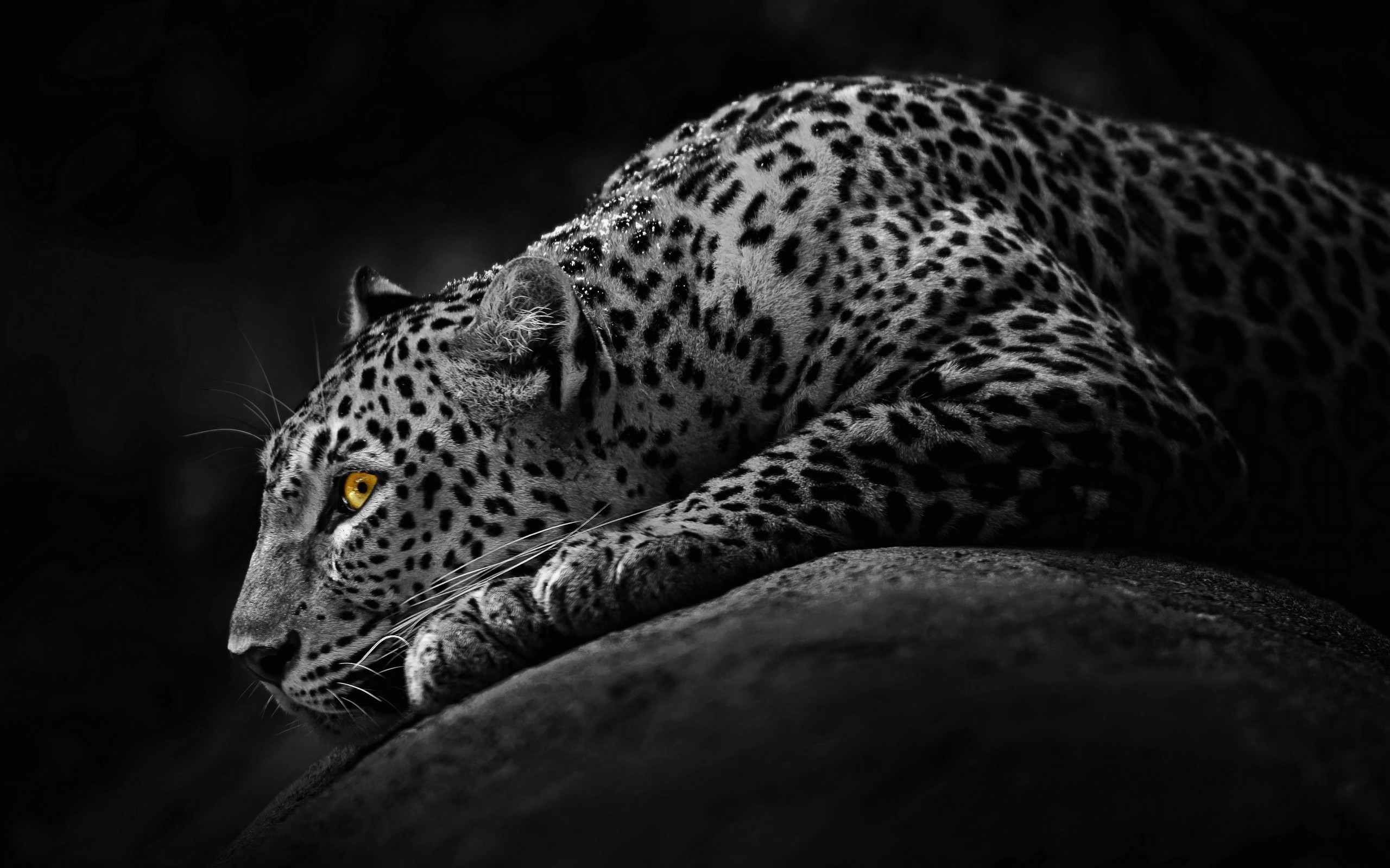big, Cats, Leopards, Animals Wallpapers