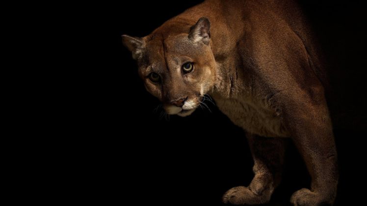 big, Cats, Pumas, Animals, Cougar HD Wallpaper Desktop Background