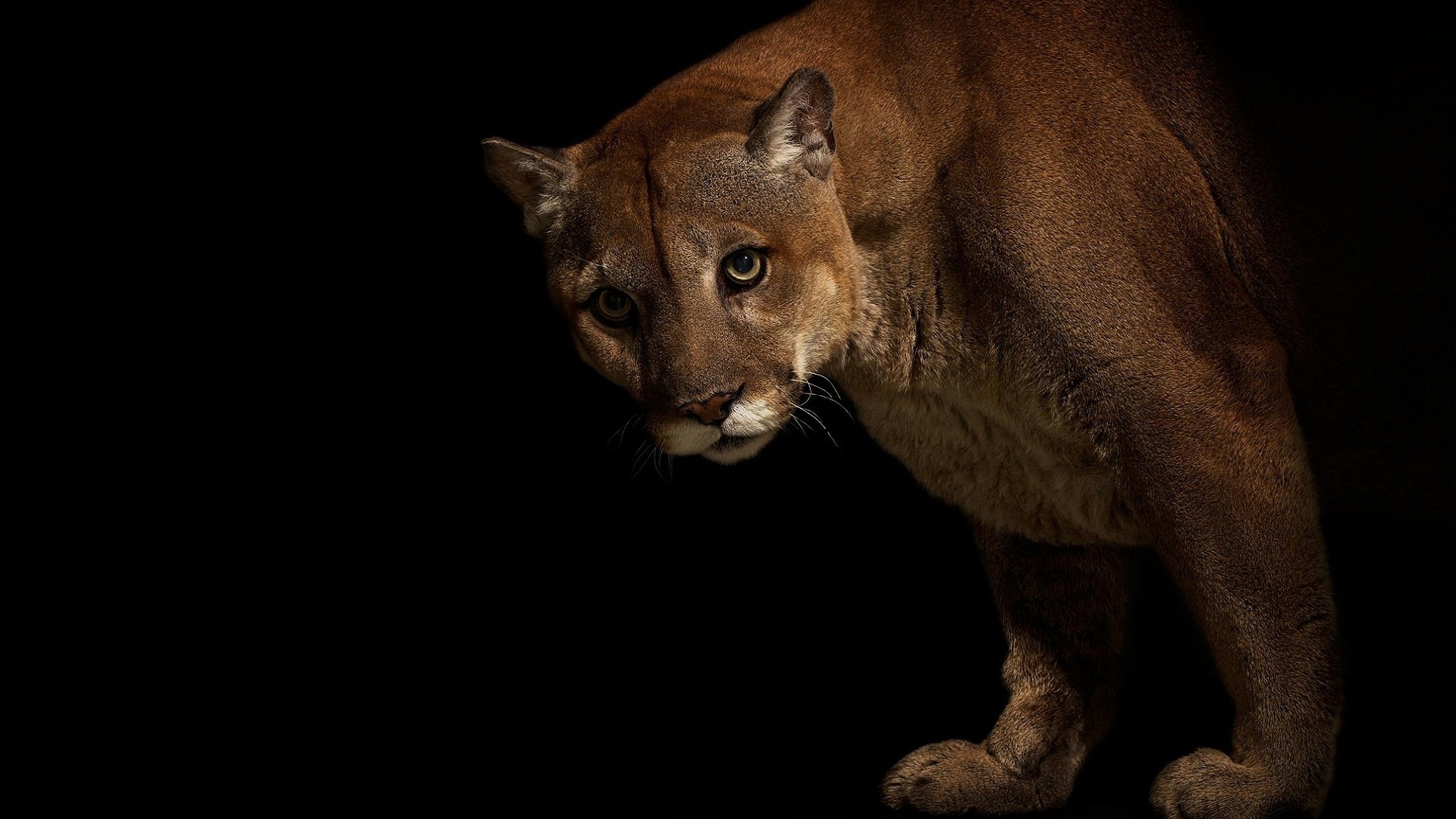 big, Cats, Pumas, Animals, Cougar Wallpaper