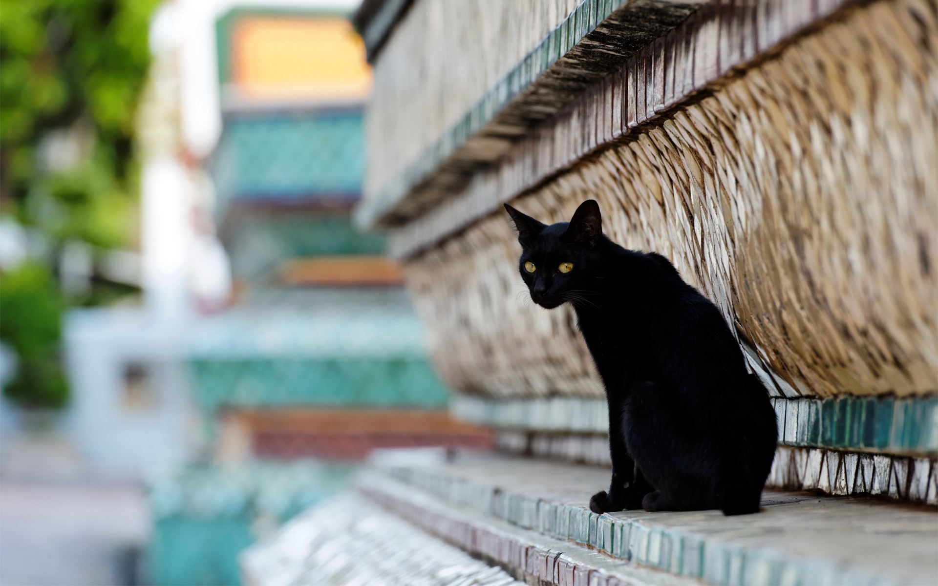 cat, Black Wallpaper