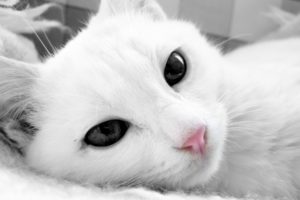cat, White, Face