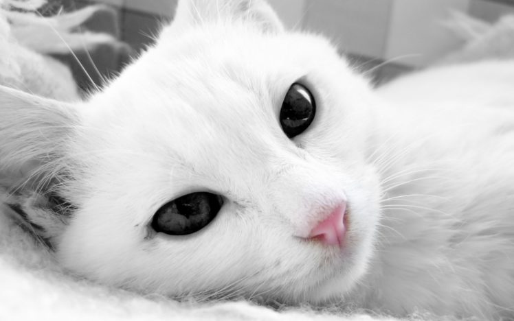 cat, White, Face HD Wallpaper Desktop Background