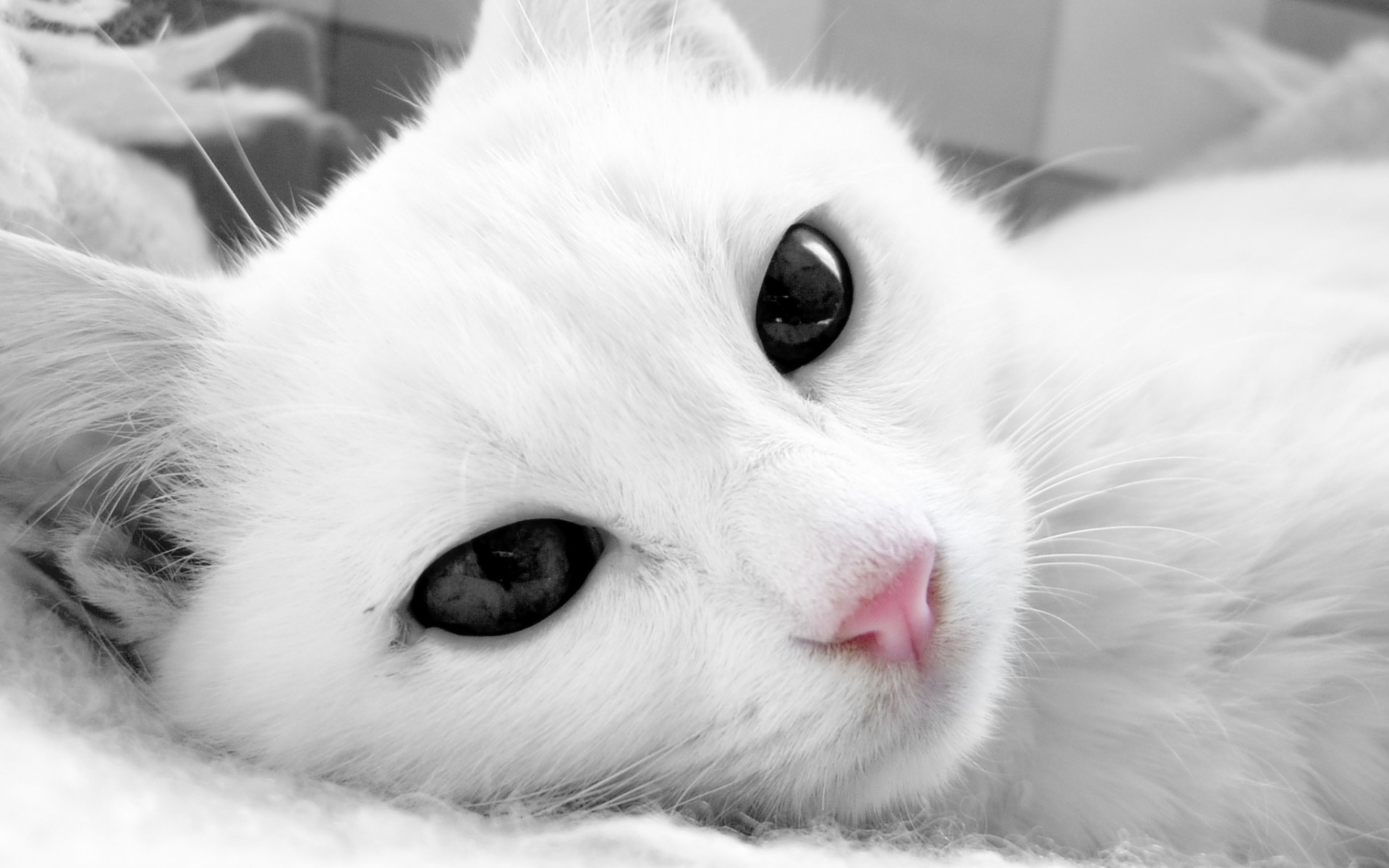 cat, White, Face Wallpaper