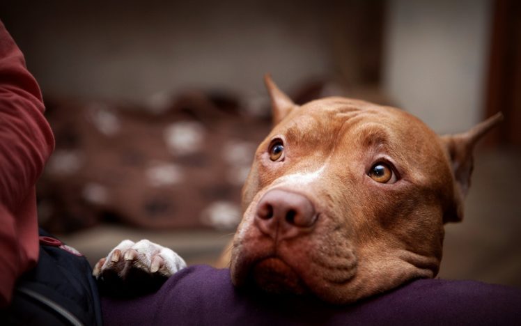 animals, Dogs, Pitbull HD Wallpaper Desktop Background