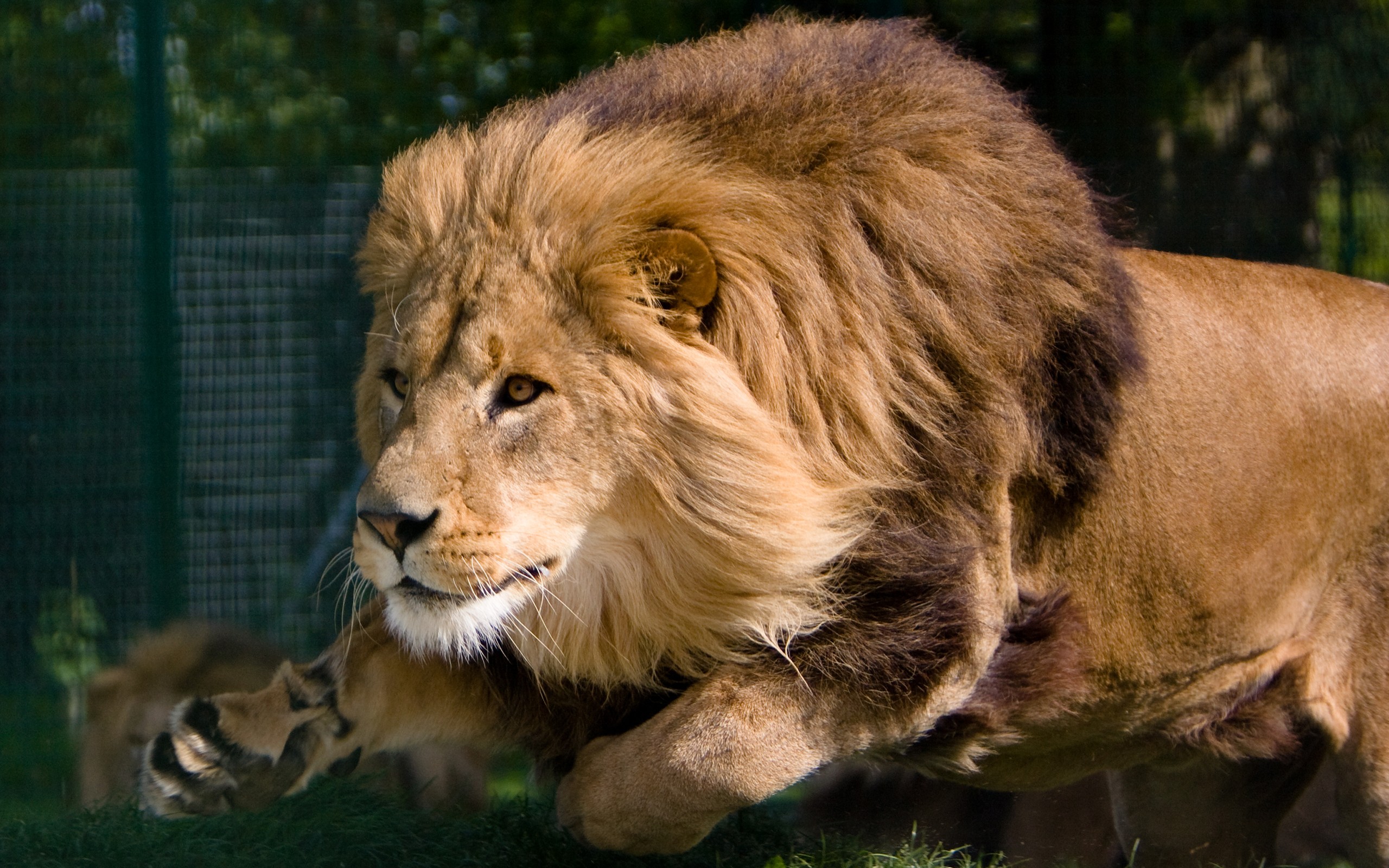 lion Wallpaper
