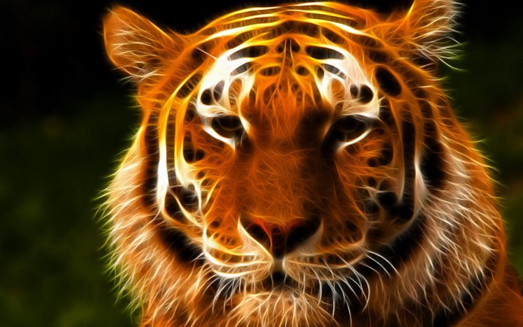 tiger, Face, Eyes, Fractal HD Wallpaper Desktop Background