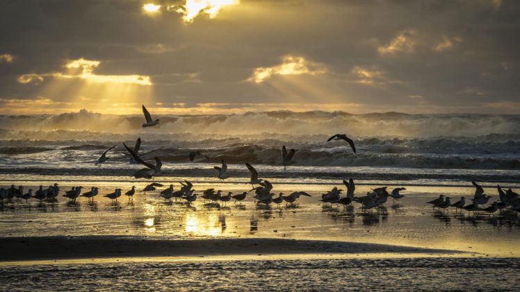birds, Seagulls, Waves, Rays, Coast, Beach, Sky, Light, Sea HD Wallpaper Desktop Background
