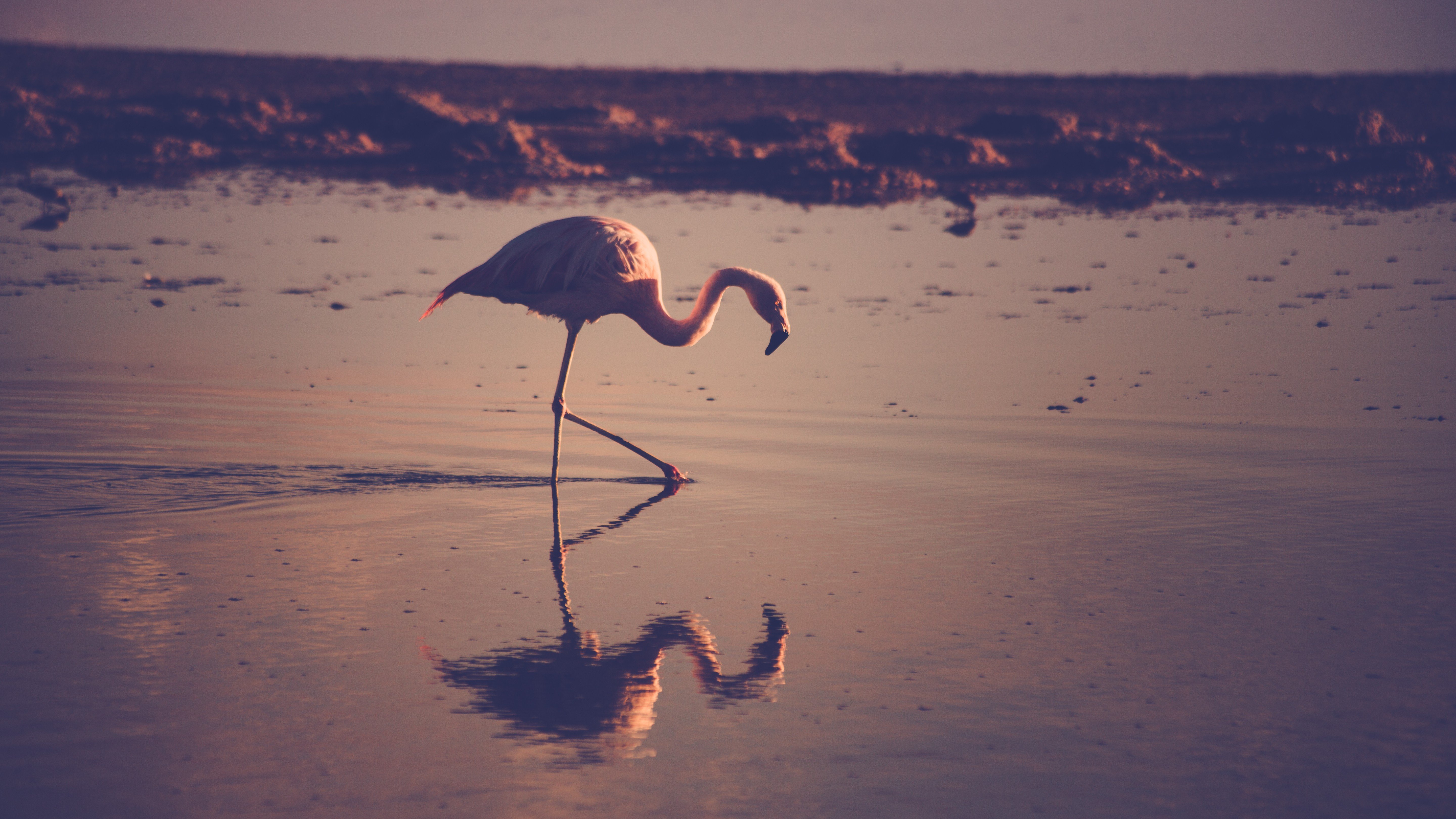 ave, Animales, Flamenco Wallpaper