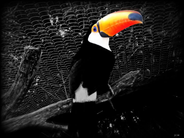 ave, Animal, Tucan HD Wallpaper Desktop Background