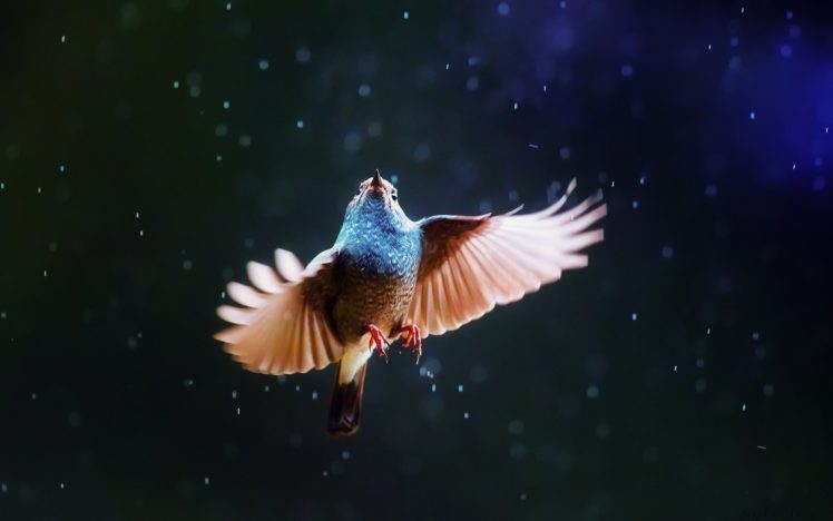 bird, Wings, Rain, Animal Wallpapers HD / Desktop and Mobile Backgrounds