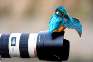 camera, Kingfisher, Bright, Bird