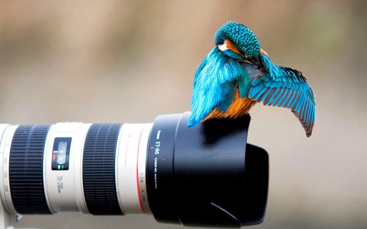 camera, Kingfisher, Bright, Bird HD Wallpaper Desktop Background