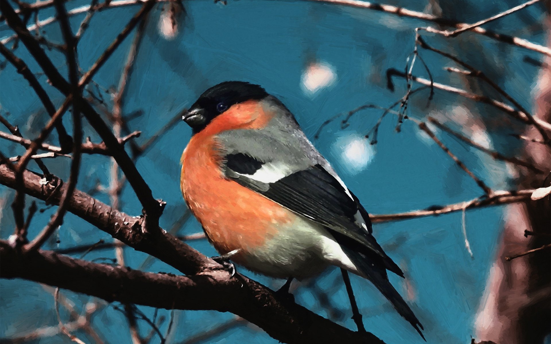 branch, Bird, Sun, Tree, Art, Bullfinch Wallpaper